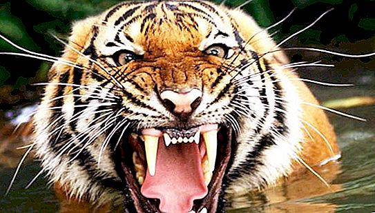 Η "ασιατική τίγρη" είναι το ανεπίσημο όνομα για τις οικονομίες της Νότιας Κορέας, της Σιγκαπούρης, του Χονγκ Κονγκ και της Ταϊβάν.