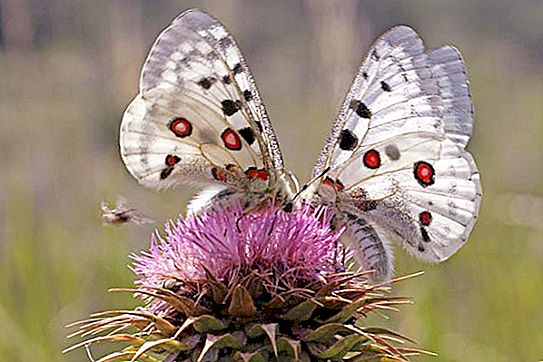 Apollo sommerfugl: interessante fakta og beskrivelse