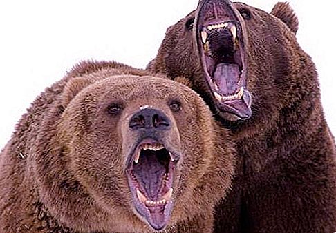 Mga Brown Bears: Magagandang Bruins at Mapanganib na Mga Bangko