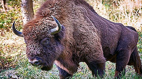 Kuo skiriasi bizonas nuo bizono?