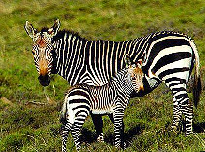 Exotisch, gestreift oder Wo leben Zebras?