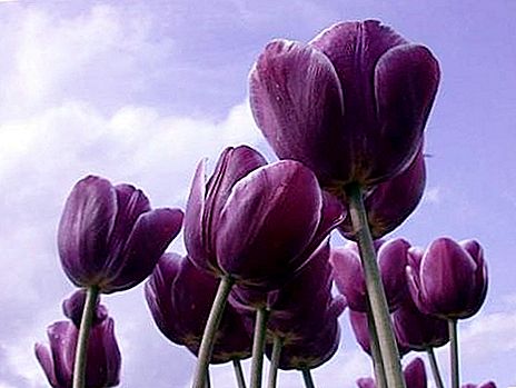 Bunga ungu di taman mewah dan glamor