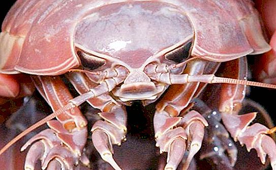 Isopoda raksasa: deskripsi, gaya hidup