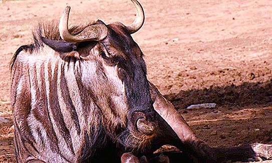 Blue Wildebeest: paglalarawan, tirahan at pamumuhay