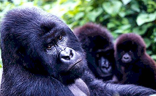 Kalnų gorilos: nuotraukos, aprašymas