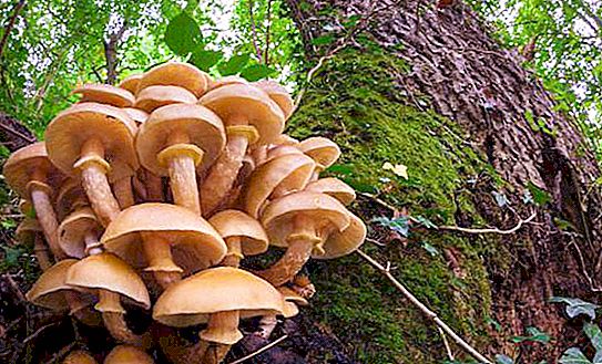 Gljive na panjevima: opis, imena, vrste i recenzije