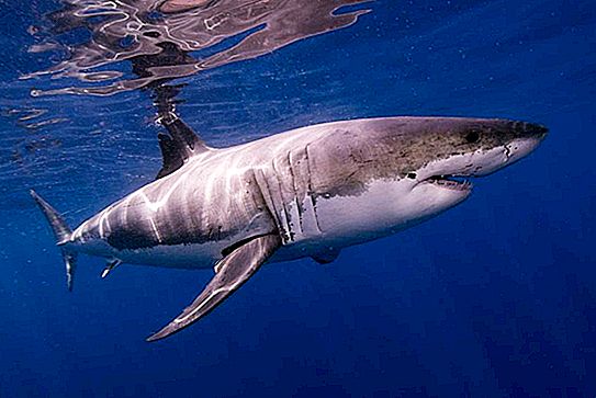 Ai mạnh hơn - một con cá mập hay cá voi sát thủ? Ai sẽ chiến thắng trong cuộc chiến?