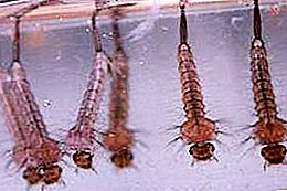 Mosquito larva - hawakan natin ang paksa