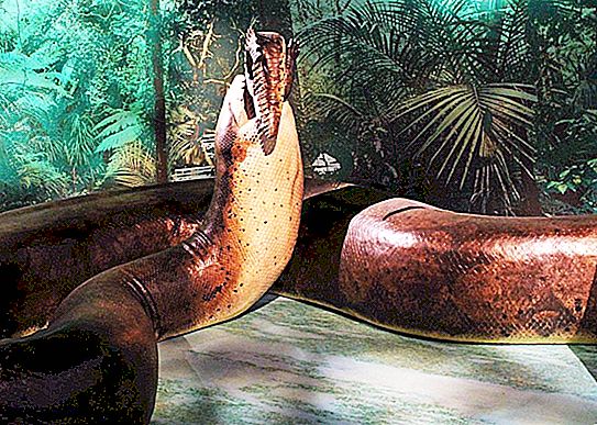 The killer frog, the infernal pig and other prehistoric animals that, fortunately, became extinct