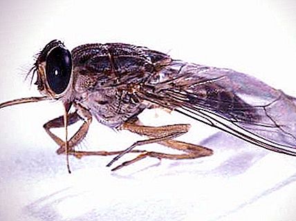 Fly tsts - un corriere di una malattia mortale
