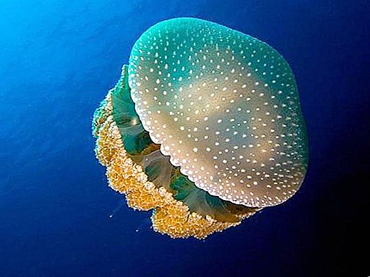 Les méduses sont-elles dangereuses en mer Noire?