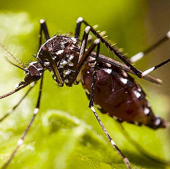 Odakle potječu komarci u kući: razlozi njihove pojave i načini rješavanja
