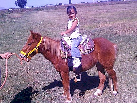 Понита - Малки коне