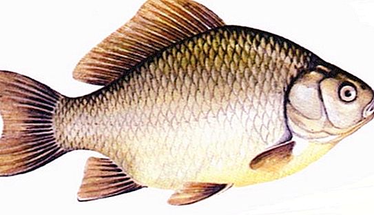 Krstaška riba - navike i značajke