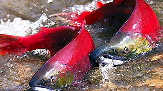 Poisson saumon. Espèces de saumon et leur description
