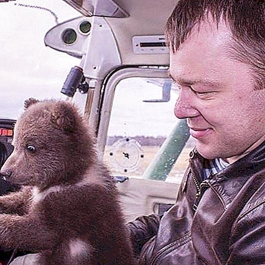 在俄罗斯，飞行员救出了一只熊，留在机场住