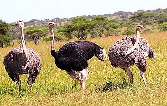 Mga uri ng ostriches. Saan nakatira ang ostrich at ano ang kinakain nito? Ang itlog ng Ostrich
