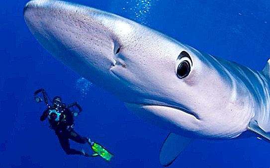 Viviparous ryby. Modrý žralok. Rejnok ryby