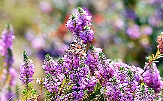 Bardana de mariposas: foto, descripción, área de distribución