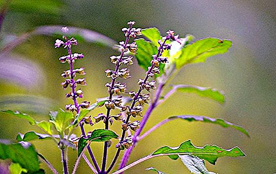 Sacred basil, or tulasi: description with photo, appearance, flowering period, fruits. Useful properties, therapeutic effect, tips and rules for reproduction and care