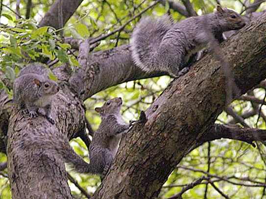 Grijze eekhoorn en zijn leefgebied