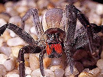 브라질 방황 거미-기네스 북의 대표