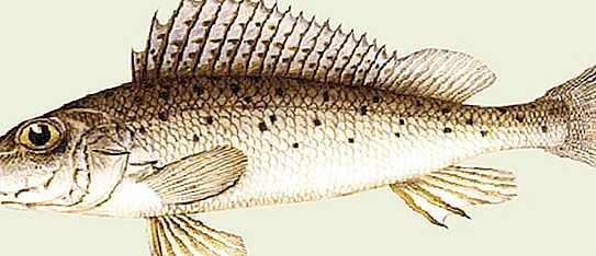 Kraljevska riba biryuk - legendarni don ruff-nosar, koji je izgubio ekonomsku važnost