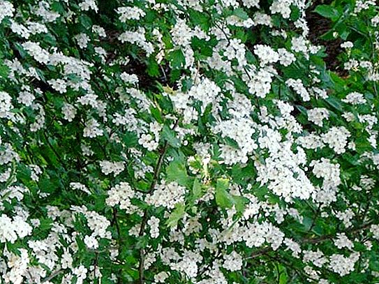 Wreath mock-up - garden jasmine