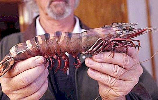 Decapod crayfish: structural features, representatives, photos. Lobsters, lobsters, shrimp