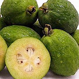 Exotic and healthy feijoa fruit