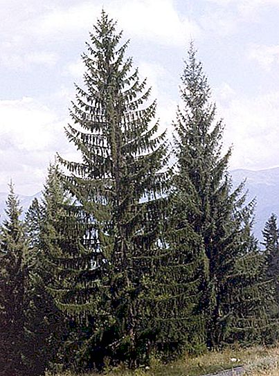 Spruce - what is it? Tree spruce. Coniferous trees (photo)