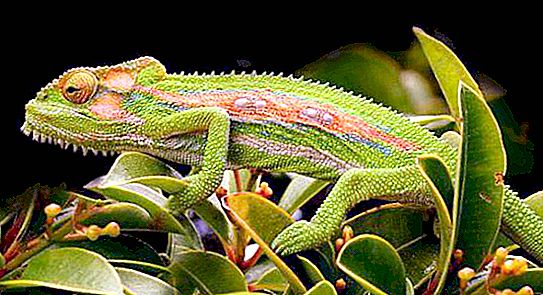 Saan nakatira ang mga chameleon? Maikling paglalarawan ng mga species