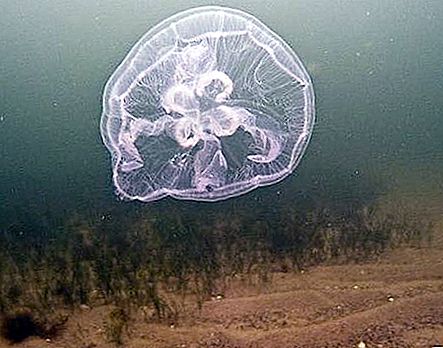 Hidroide (medusa): estructura, reproducción, fisiología.