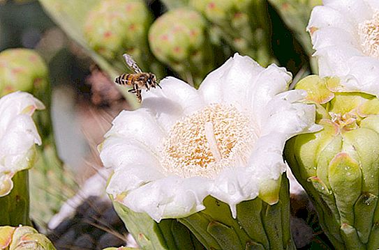 Saguaro cactus gigante: foto, ambiente di crescita, fatti interessanti