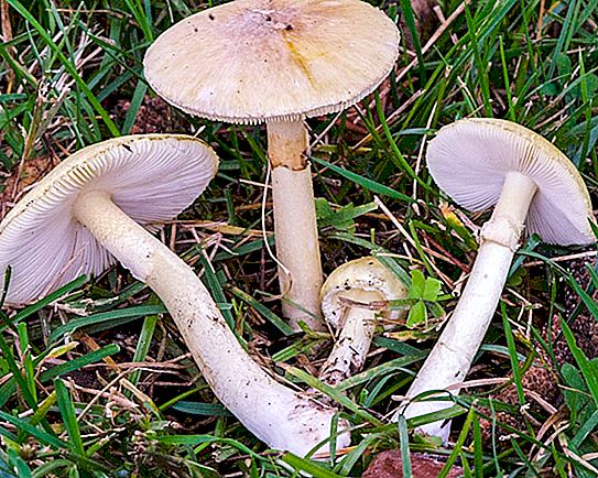 Svamp blek paddepande: hvordan ser den ud og hvor vokser den? Bleg toadstol og champignon: ligheder og forskelle