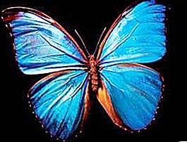 Ali di farfalla - un bellissimo mistero della natura