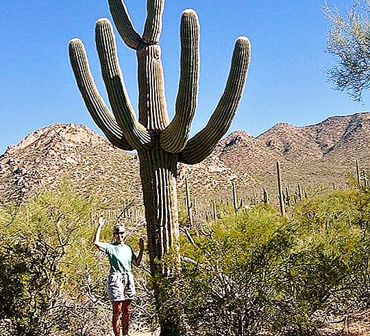 Saguaro - de grootste cactus ter wereld