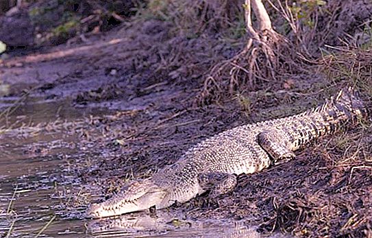 De största krokodilerna i världen: sorter och deras beskrivning