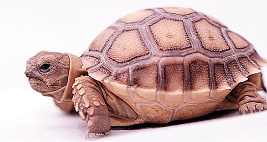 Homorú teknős: fénykép, otthoni tartalom