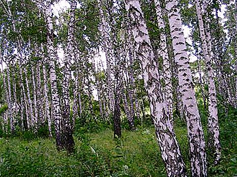 俄罗斯桦树类型：描述，照片