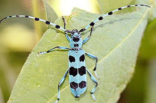 Alpint barbel - den vakreste bug