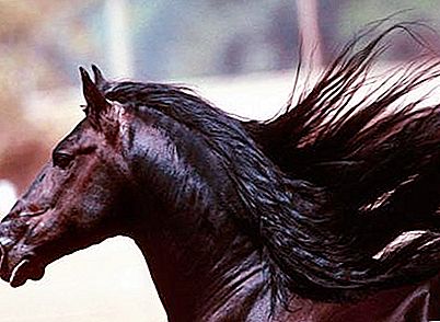 Amerikaanse Mustang - een paard teruggestuurd door Columbus Is het het historische erfgoed van dit land?