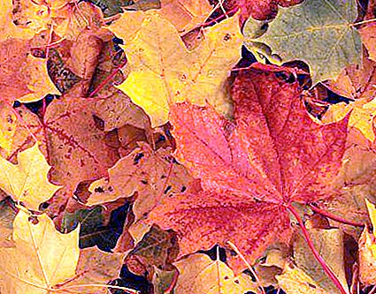 Związki z jesienią: opadanie liści, grzyby, szum deszczu, ptaki lecące na południe