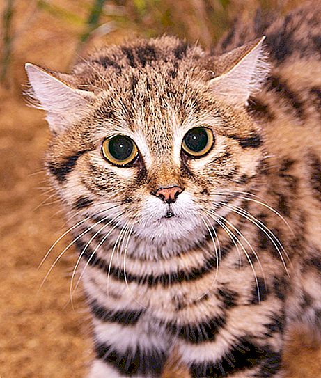 Mèo hoang châu Phi: mô tả về ngoại hình và tính cách