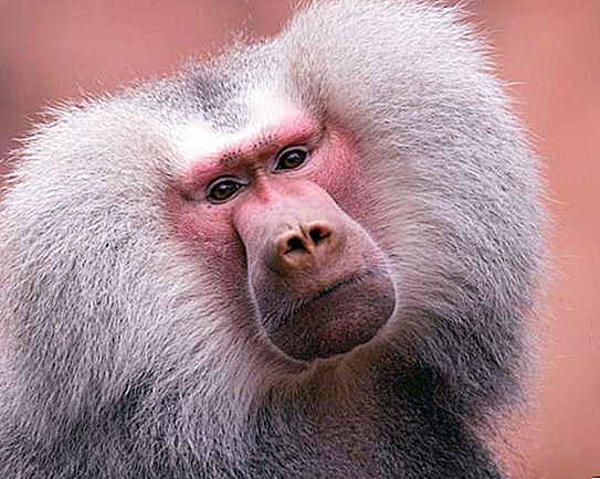 Quien es Hamadryl? Hábitat, comportamiento y enemigos del primate.