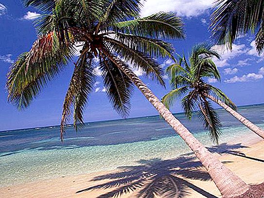 Where does coconut grow? Coconut tree habitat