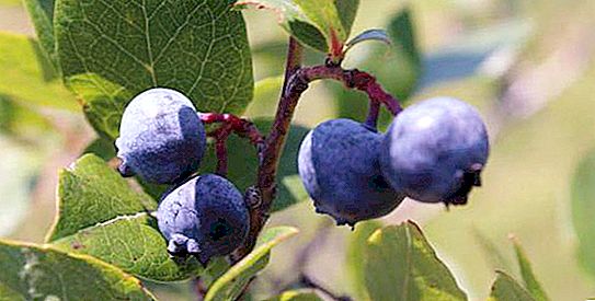 How and where does blueberry grow in Russia, useful properties of berries