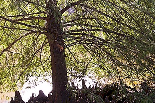 Cypress - čo je to? Druhy, opis a starostlivosť o cyperský strom