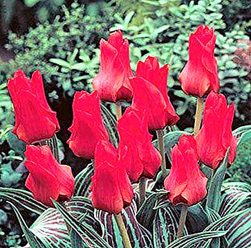 Pula na tulip: lahat tungkol sa simbolo at mga kahulugan nito