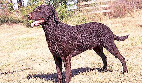 Curly-haired retriever: photo and description